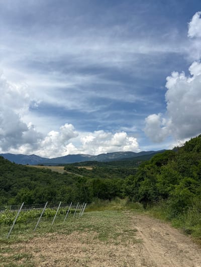 An outdoor, vertical, full shot captures a landscape with a dirt path in the foreground leading towards a vineyard on the left and rolling hills covered in trees. In the distance, layered mountains are visible under a cloudy blue sky. The scene is devoid of any human presence or activity. The lighting suggests it is daytime.