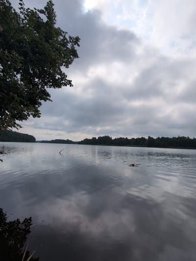 A wide-angle, horizontal, eye-level, outdoor shot captures a serene lake scene in Perliavka, Ukraine. The sky is heavily overcast with dramatic, dark gray clouds, though a bright spot of sunlight pierces through the upper center, creating a lens flare effect. The water surface of the lake is calm with gentle ripples, reflecting the cloudy sky and the dense, dark green treeline that stretches across the horizon. In the foreground on the left, a dark, leafy tree branch extends into the frame, partially obscuring the view. Further out in the lake, a small, brown dog is visible, swimming with only its head above the water. A single, thin, dark stick or branch floats in the water between the foreground and the swimming dog. The overall atmosphere is subdued and peaceful.