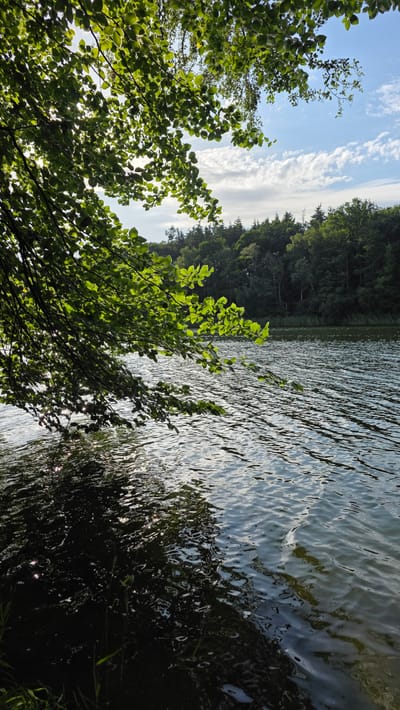 The image depicts a tranquil lakeside scene, likely within the city of Salem, Germany, as suggested by the context. In the foreground, lush green tree branches hang over the water, their leaves backlit by the sun, creating a dappled effect on the rippling surface of the lake. The water itself is a deep, reflective blue, with highlights from the sun glinting off its surface. In the background, a dense forest of dark green trees lines the opposite shore, meeting a clear blue sky dotted with fluffy white clouds. The overall impression is one of natural beauty and peacefulness, capturing a moment of serene natural landscape.