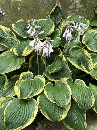 In Pavlodol'skiy, Russia, a close-up shot captures a cluster of hosta plants against a textured, moss-covered stone wall. The hostas feature large, heart-shaped leaves with prominent veins, edged in a vibrant yellow. Delicate, bell-shaped lavender flowers bloom on slender stems, adding a touch of color to the predominantly green foliage. The lighting suggests an outdoor setting, likely during daylight hours. No people or animals are visible in the frame. The scene is still and natural, emphasizing the botanical beauty of the hostas.