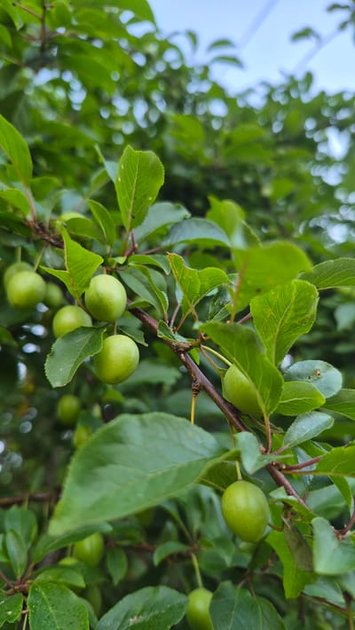 The media file displays a close-up view of a plum tree branch laden with unripe, green plums. The leaves are a vibrant green, some showing minor imperfections. The fruit is small and round, with a smooth surface. The branch is brown and woody, with smaller reddish stems. In the background, out-of-focus green foliage and a pale sky with hints of white, possibly clouds, are visible. The lighting suggests it is daytime, with diffused light filtering through the leaves. The overall impression is of a natural, outdoor setting, likely a garden or orchard. No people, text, or specific weather conditions are discernible, other than it appearing to be a bright day. The focus is on the developing fruit and the lush greenery of the tree.