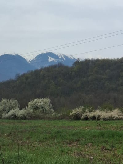 The image shows a landscape with a snow-capped mountain partially visible in the background. The mountainside is covered in a dense forest. Power lines are visible in the sky to the left of the mountain. To the right is a grassy field. Some small trees with white flowers are interspersed in the field. The scene appears to be located outside of a populated area. It is impossible to confirm that this image is from Komarevo, Bulgaria without additional information.