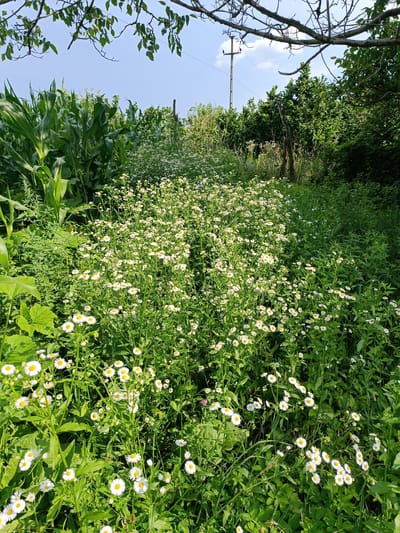 The image depicts a sunlit outdoor scene in Stănești, Romania, characterized by lush greenery and a clear sky. The primary subjects are a dense field of small, white wildflowers with yellow centers, reminiscent of daisies, that dominate the foreground and midground. These flowers are set against a backdrop of tall, vibrant green corn stalks on the left side of the frame and a thicket of trees and bushes on the right.
The overall setting appears to be a rural or semi-rural area, possibly a garden, field, or roadside verge, given the presence of both cultivated plants like corn and wild vegetation. In the background, a tall utility pole with electrical wires is visible, suggesting proximity to human settlement or infrastructure. The sunlight indicates it is daytime, and the clear blue sky with a few wispy clouds suggests fair weather. The lighting creates a bright and cheerful atmosphere, with shadows cast by the foliage, indicating the sun is at a moderate angle.
No people or specific objects, other than the natural elements and the utility pole, are clearly identifiable. There is no discernible activity or event taking place; the scene is a static snapshot of nature. The abundance of healthy plant life suggests a favorable growing season. The overall impression is one of natural beauty and tranquility. No text is visible in the image.