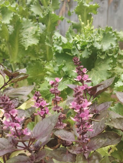 A close-up, vertical, eye-level outdoor shot captures a dense garden scene with a focus on two distinct types of plants. In the foreground, deep purple basil plants are visible, characterized by their dark, reddish-purple leaves and tall, slender stalks topped with clusters of small, light purple flowers. These flowers are delicate, with visible white stamens. The leaves of the basil are ovular and slightly serrated.
Behind the basil, in the mid-ground and background, are bright green, leafy plants that appear to be lettuce. These plants have broad, frilly leaves with ruffled edges and a vibrant green hue. The texture of the lettuce leaves is rough and crinkled, contrasting with the smoother surfaces of the basil leaves.
The overall lighting suggests it is daytime, with natural light illuminating the foliage. The background is slightly blurred, indicating a shallow depth of field that emphasizes the detail of the foreground plants. A hint of a wooden fence can be discerned in the far upper right corner, suggesting the garden is in a residential or cultivated outdoor setting. The scene is devoid of human presence. The location is identified as Степное, Russia, though no specific landmarks are visible to confirm this.