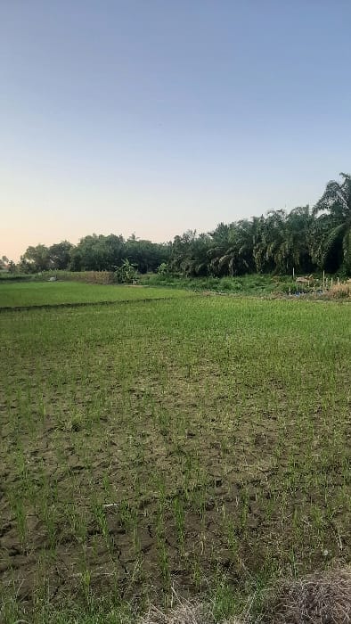 A rural landscape in Cempeudak, Indonesia, is depicted under a clear, light blue sky that lightens towards the horizon. The foreground and midground feature an agricultural field with young green seedlings, consistent with rice cultivation, arranged in rows across dry, cracked earth. Patches of pale, desiccated vegetation are visible along the bottom edge of the frame. The background is composed of a dense line of various trees and foliage, including several prominent palm trees on the right side. A small, light-colored structure, possibly a basic shelter, is partially discernible amidst the vegetation in the central-left background. No individuals, animals, or specific activities are observable within the frame.