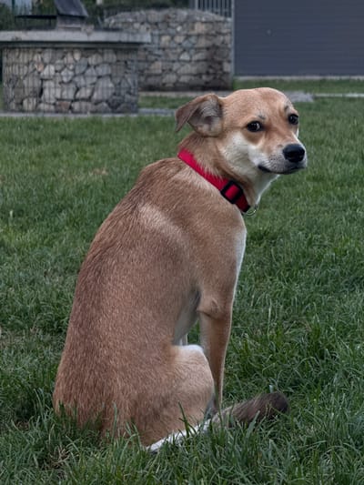 A tan-colored dog with a red collar is lying on a patch of green grass. The dog is positioned in the foreground, facing towards the left, with its head tilted upwards and its gaze directed towards the viewer. The dog's tail is partially visible, blending in with the grass on the right side of the image.
In the background, a structure constructed of stone is partially visible on the left side of the image, along with what appears to be a dark-colored wall. The location is most likely Cukarica Urban Municipality, Serbia.