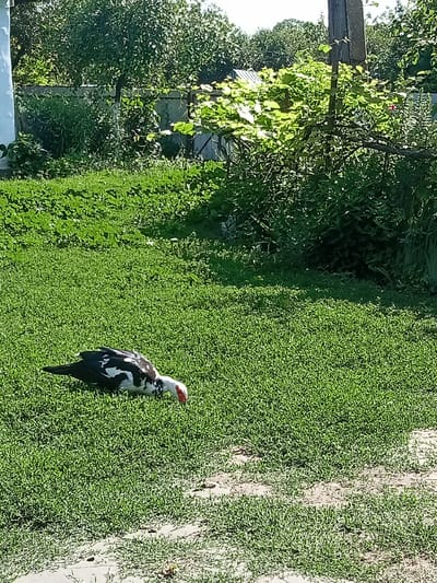 A black and white Muscovy duck with a red face is foraging in a lush green lawn. The duck is positioned in the lower left quadrant of the image, with its head down, presumably searching for food. The grass is dense and appears well-maintained.

In the background, a wooden fence runs horizontally across the scene, partially obscured by vegetation. Behind the fence, a variety of trees and bushes create a dense, green backdrop, with sunlight filtering through the leaves, suggesting a sunny day. A portion of a building, appearing to be painted white, is visible on the far left edge of the image. A wooden post, possibly part of a fence or utility pole, stands in the upper right portion of the frame. The overall setting is a rural or suburban outdoor environment, likely a yard or garden in Stavchyntsi, Ukraine, given the provided context. The lighting and shadows suggest it is daytime, possibly late morning or afternoon. There is no visible text in the image.