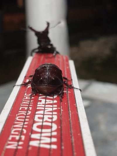 A close-up shot shows two dark-colored rhinoceros beetles on a red and white folding ruler. The beetle in the foreground is positioned centrally, facing away from the camera, its iridescent carapace reflecting light. Its legs are spread out, gripping the ruler. Behind it, another rhinoceros beetle is partially visible, with its prominent horns clearly distinguished against a blurry background. The ruler has white lettering on red stripes, with partially legible words such as "JANINE KUNGEN" and "RAINBOW." The environment appears to be outdoors, with a blurred background suggesting foliage or other natural elements. The lighting suggests it could be evening or night. No humans or specific city landmarks are visible, but the context of Grinăuți, Moldova, implies a rural or suburban setting within that region.