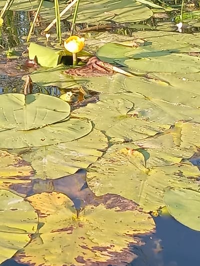 The image depicts a close-up view of water lilies floating on dark water. The dominant colors are various shades of green from the lily pads, with a bright yellow water lily in the upper center and a smaller white flower to its left. Some lily pads are tinged with brown. The water appears calm, with reflections visible on its surface. Tall green reeds or grass rise vertically from the background. The scene is illuminated by sunlight, casting shadows on the lily pads. There is no indication of the city of Imeni Voroshilova, Kazakhstan, in the image.