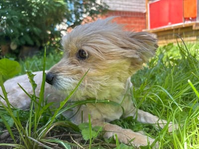 A small, light-brown dog with shaggy fur is lying down in green grass outdoors. The dog is facing to the left, with its head slightly lowered. Its eyes are dark and open, and its ears are perked up. The background is blurred, but appears to be a yard with a brick building and some trees. The overall scene is peaceful and natural. The provided location of "Аряж, Russia" does not contain any relevant geographical information that can be visually verified or incorporated into the description of this image.
