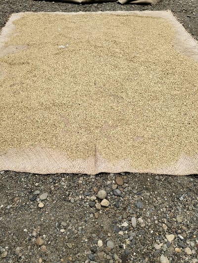 In Jambo Dalam, Indonesia, a large quantity of light golden-brown paddy rice grains is spread thinly and uniformly across a rectangular woven mat for drying. The mat, likely made of natural fiber with a visible weave pattern, occupies the central and upper portions of the frame. The foreground and the area immediately in front of the mat consist of coarse, dark grey soil interspersed with numerous small to medium-sized stones and pebbles. No individuals are visible. The scene is illuminated by daylight, consistent with an outdoor drying process.