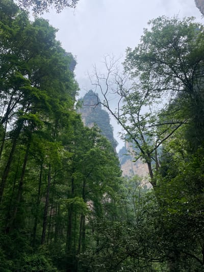 The image depicts a view looking upwards through trees in a forest. In the background, rock formations are visible, partially obscured by clouds. The image is from the city of Luoguta, China. The trees appear to be in a dense forest environment. The sky is overcast.
