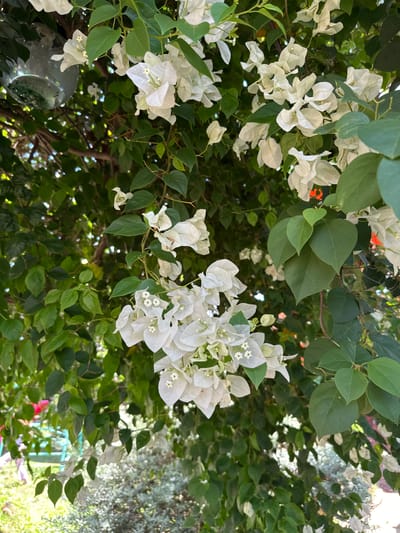 The image is a close-up shot of white bougainvillea flowers and green leaves on a bright, sunny day. The flowers are clustered together, with some of the petals appearing delicate and papery. The leaves are lush and varied in shade, indicating good health. In the background, out of focus, are glimpses of greenery, sunlight filtering through, and what appears to be a blurred garden setting. There are no people or specific objects that clearly indicate a location within Ia Hru, Vietnam, but the lush foliage suggests a tropical or subtropical environment. The overall impression is one of natural beauty and vibrant plant life.