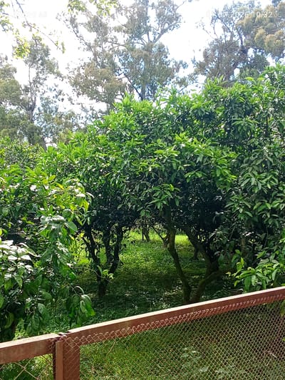 A medium shot captures a dense grove of trees, likely citrus, with vibrant green foliage dominating the frame. The trees are varied in size and density, creating a layered effect with some branches appearing closer to the viewer. Sunlight filters through the leaves, casting dappled shadows. In the foreground, a rusted metal fence with a wire mesh bottom separates the viewer from the grove. The ground is covered in lush green grass with scattered small white flowers. In the upper left corner of the image, the text "REDMI A3" is faintly visible. In the upper right corner, a timestamp reads "01.07.2026 10:32". The scene depicts an outdoor setting, possibly a garden or orchard, in Pshap, Abkhazia.