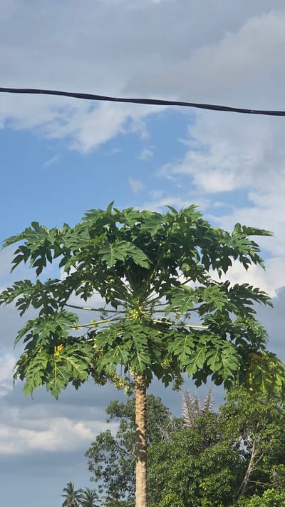 Captured in Raya Sanggeu, Indonesia, the image presents a sideways view of a lush, green papaya tree against a backdrop of a partly cloudy sky. An electrical wire runs along the top-left corner of the frame, indicative of a built environment. Other trees are visible in the background on the right side of the frame. The papaya tree is bearing small, immature fruits, suggesting it is in its early stages of fruit development. The environment appears to be a residential or agricultural area, typical of the region.
