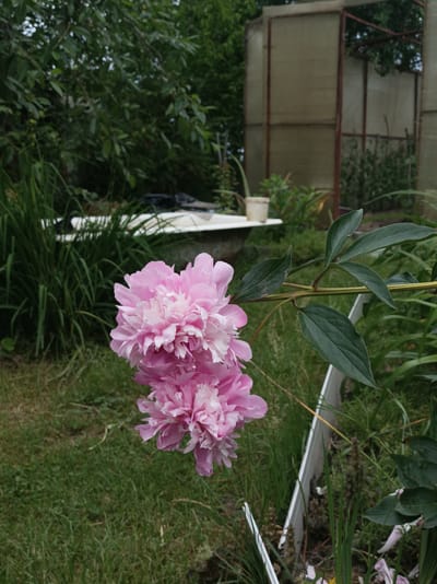 This image captures a close-up view of two blooming pink peonies in a garden setting, likely in the Прыбыткаўскі сельскі Савет, Belarus. The peonies, with their lush, layered petals, are the primary subjects, positioned in the foreground and slightly off-center to the left. Their vibrant pink hue contrasts with the surrounding greenery.
Behind the flowers, the scene unfolds with a blurred background suggesting a garden environment. To the left, tall, green grass and foliage dominate, hinting at a natural, untamed area. Further back, a white bathtub is visible, perhaps repurposed as a planter or an unusual garden feature. A light-colored pot sits near the tub. To the right, a structure that appears to be a greenhouse or a covered garden area, constructed with a metal frame and covered with translucent material, stands in the distance. The overall impression is one of a somewhat rustic and well-used garden, possibly in the late spring or early summer, given the blooming flowers. The lighting suggests it could be daytime, with no strong shadows indicating a particular time of day. There is no visible text in the image. The focus on the peonies suggests an appreciation for their beauty and the season's bloom.