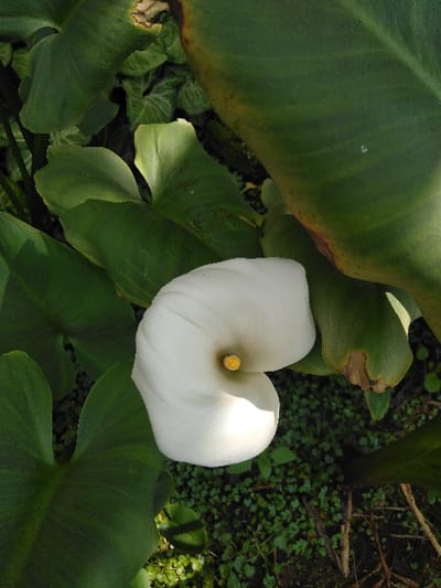 A single white Calla Lily (Zantedeschia aethiopica) is prominently featured, slightly off-center, within a dense natural environment. The flower's spathe is a pure white, curled inward to form a trumpet-like shape, with a visible bright yellow spadix at its center. The top-right portion of the spathe is illuminated by direct sunlight, casting a subtle shadow on its lower-left curve. Surrounding the flower are multiple large, dark green, heart-shaped or sagittate leaves, characteristic of the Calla Lily plant. Several of these leaves exhibit brown discoloration and irregular edges, indicative of age or minor damage. One large leaf in the upper right quadrant shows significant browning along its edge. The ground beneath and around the plants is covered with a dense mat of small-leafed green ground cover, possibly clover or a similar creeping plant, with some darker soil or organic matter visible. The scene is located in El Rincón de Monagas, Venezuela.