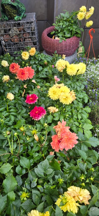 The image displays a vibrant arrangement of dahlias in various stages of bloom and budding, nestled amongst lush green foliage. The flowers are predominantly yellow and orange-pink, with a few striking magenta specimens. In the background, a decorative woven basket sits on a gravel-filled wire cage, topped with a green frog figurine. To the right, small blue and white flowers cascade downwards, and a red plastic hanger is visible. The overall scene appears to be an outdoor garden setting in Русская Деревня-2 Кп, Russia.