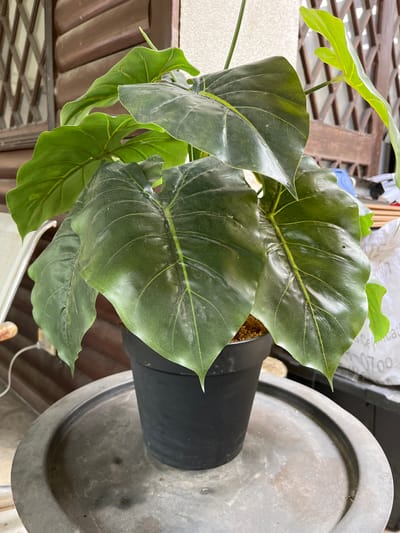 The image shows a large, artificial philodendron plant in a black plastic pot. The pot sits on a round, weathered metal tray. In the background, a wooden fence and a white wall are visible, with some faint lettering on a white bag to the right. The scene appears to be an outdoor setting, possibly a patio or balcony, located in Quezon City, Philippines. The lighting suggests it is daytime. There are no people or animals present in the image.