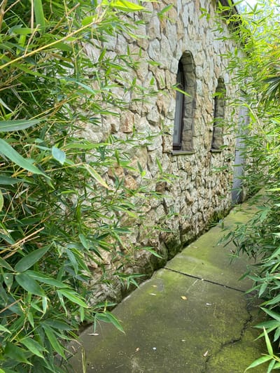 In Plastunovskaya, Russia, a narrow, moss-covered concrete path runs alongside a stone building. The building's wall is constructed from irregular, light-colored stones, featuring two arched windows with dark frames and glass. Lush green bamboo plants heavily frame the path and partially obscure the building's facade. The path appears cracked in places and shows signs of wear and the presence of fallen leaves. The overall scene suggests an outdoor, possibly garden or courtyard setting.