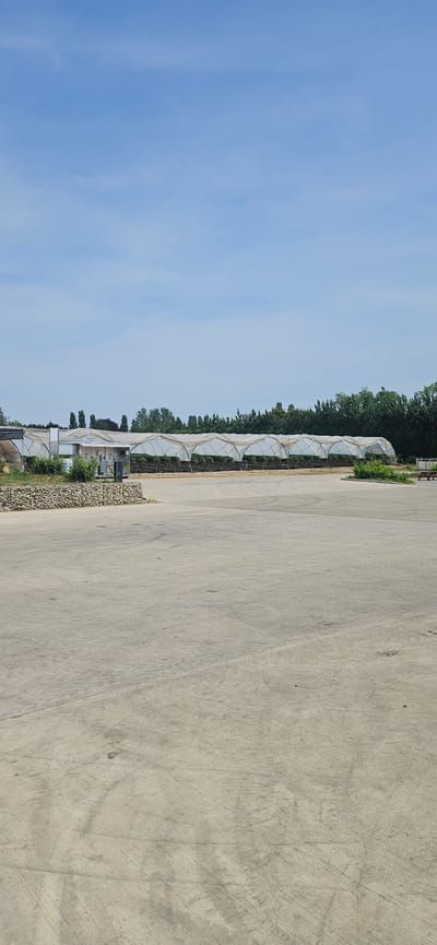 A long row of greenhouses stands adjacent to a wide, light-colored concrete surface, likely a road or parking area. The greenhouses are covered in translucent material and appear to be numerous. Trees line the space between the greenhouses and the sky, which is a clear, light blue. The scene is a daytime shot, and the concrete surface shows some wear and discoloration. Gravesham, United Kingdom is not visible in the image.