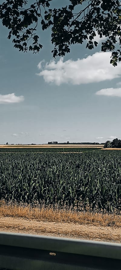 This is a vertically oriented, medium-shot, eye-level outdoor photograph captured on a clear day. The scene depicts a vast expanse of lush green corn stalks filling the lower two-thirds of the frame. The cornfield extends horizontally across the image, with its dense stalks creating a textured, almost uniform green surface.
In the middle ground, beyond the cornfield, a narrow strip of dry, yellowish-brown grass or stubble is visible. Further back, a distant horizon is characterized by a flat landscape. This includes a band of yellow fields, likely crops such as wheat or barley, followed by a line of trees that form a dark, undulating silhouette against the sky. Several scattered buildings or structures are faintly discernible within this tree line.
The upper portion of the image is dominated by a pale blue sky, punctuated by scattered, fluffy white clouds. Dark, leafy branches from a tree overhang the top of the frame, casting shadows and framing the sky. The foreground features a gray, concrete barrier, possibly a roadside barrier or railing, with a dark shadow cast upon it.
The image does not contain any people, animals, or specific identifiable landmarks that would definitively place it within Fellbach, Germany. The scene is characteristic of rural agricultural landscapes.