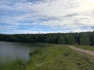 An outdoor, daytime, wide-angle shot depicts a natural landscape. In the foreground, a body of water is on the left, with a dirt path on the right. Both are bordered by tall green grass and vegetation. The water has ripples on its surface, reflecting the sky. Behind the grass and water, a dense forest of green trees stretches across the horizon. Above the forest, a bright blue sky is filled with wispy white clouds, some of which are elongated and layered. The overall scene is serene and appears to be a rural or natural setting, possibly in or near Deriuzino, Russia. There are no people or animals visible in the image.