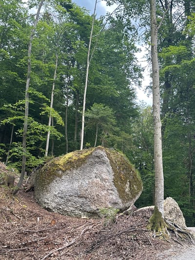 This image depicts a large, moss-covered boulder nestled amongst a dense forest of tall trees. The boulder, rough and textured, dominates the foreground, with its mossy growth concentrated on one side. The ground around it is covered with fallen leaves and twigs, suggesting a natural, untamed environment. Several slender tree trunks rise vertically into the canopy, their leaves forming a lush green ceiling. The lighting suggests an overcast day, with diffused light filtering through the trees. The scene appears to be located in a natural, wooded area, likely within or near the city of Kufstein, Austria, given the context of the prompt. There are no people or animals visible in the image.