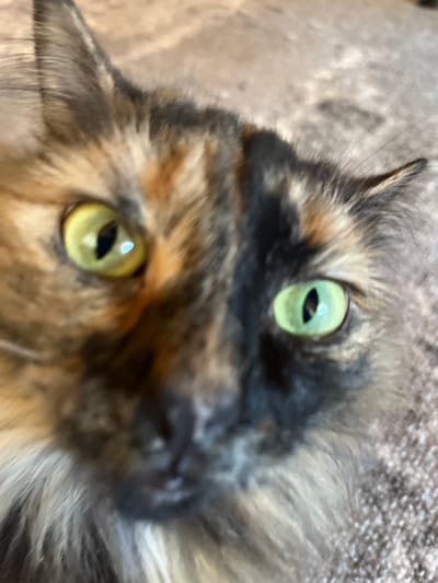 This is a close-up, slightly out-of-focus image of a tortoiseshell cat's face. The cat has striking green and yellow eyes. Its fur is a mix of black, orange, and brown patches. The background is a textured, light brown surface, possibly a carpet. There is no indication of the city of Pamyati 13 Bortsov, Russia, or any people in this image.