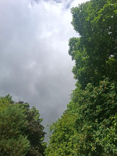 A low-angle, full shot captures a grey, overcast sky dominating the upper half of the frame, with soft, diffused clouds. Lush, green foliage from various trees frames the sky from the left and right sides of the image. On the left, a conifer tree with feathery needles is prominent in the foreground, transitioning to a darker, leafy tree with reddish-brown foliage behind it. On the right, a dense canopy of green leaves, some with small, reddish-brown berries or seed clusters, fills the majority of the right side and extends into the bottom portion of the frame. The overall impression is one of dense greenery against a muted, cloudy sky, suggesting an outdoor environment in Middleton Tyas, United Kingdom, possibly a park or garden. There are no people or animals visible in the scene.