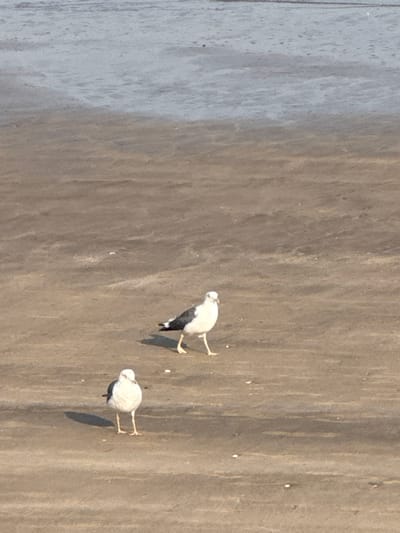 Two birds, one white and gray, and the other a muted white, stand on a sandy, textured surface. The white and gray bird has dark markings on its back and neck, while the other bird is uniformly light. Both are casting shadows, indicating a light source. The texture of the background suggests sand or dirt, and the scene appears to be outdoors.