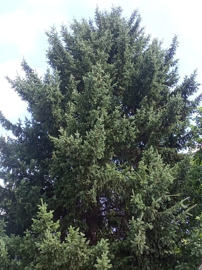 The image shows the upper canopy of a large, mature coniferous tree, likely a spruce or fir, set against a pale sky with some overcast conditions. The tree's needles are a deep green, and its branches are dense and layered, creating a full, pyramidal shape. Several smaller coniferous saplings are visible at the bottom of the frame, suggesting a natural or cultivated setting where young trees are growing around a mature specimen. The overall impression is one of natural growth and established foliage. There are no people or animals present in the image. The lighting suggests it is daytime, possibly morning or late afternoon, given the diffused light. No specific architectural or landmark elements are visible to pinpoint a precise location within Altai, Kazakhstan, beyond the presence of a substantial evergreen tree.