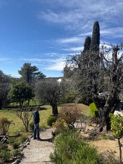 The image captures an outdoor garden scene in Tourrettes-sur-Loup, France, under a bright blue sky with scattered wispy white clouds. A single adult male is positioned on a light-colored gravel path, observed in profile, facing towards the right side of the frame. He wears a dark long-sleeved shirt, blue jeans, dark shoes, and a dark knit cap. His left hand is partially visible, appearing to be in his pocket.
The garden features diverse vegetation. In the foreground and midground, several mature olive trees are present, some with gnarled trunks and pruned branches, others retaining more foliage. A smaller citrus tree bearing ripe orange fruits is visible in the lower right. Various shrubs and bushes, including some with yellow blossoms and others with reddish or bare branches, line the gravel path and grassy areas. Green grass covers the ground between the plantings.
In the background, taller trees, including slender, dark green cypress-like trees and broader pine trees, rise against the sky. Distant hills, partially vegetated and featuring scattered white-roofed structures, define the horizon. The scene is illuminated by direct sunlight, casting distinct shadows from the man and trees. A small, dark, avian-like speck is visible in the upper right quadrant of the sky.