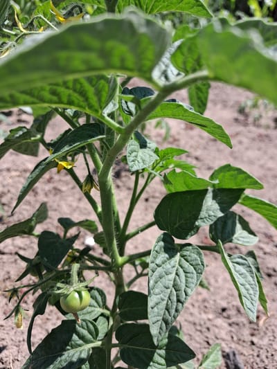 This is a close-up, eye-level shot of a young tomato plant growing in what appears to be a garden. The main subjects are the plant's green leaves, stem, a few small yellow flowers, and a developing green tomato. The plant is fuzzy with tiny hairs on its stem and leaf undersides. The background is a blurry expanse of dry, sandy soil, suggesting an outdoor, potentially rural or garden setting. The lighting indicates it's daytime, with sunlight casting shadows and highlighting the textures of the leaves and stem. The focus is sharp on the plant, drawing attention to the details of its growth. There are no people or visible text in the image. The overall impression is one of natural growth and the early stages of fruit development in a garden environment in Krolevets, Ukraine.