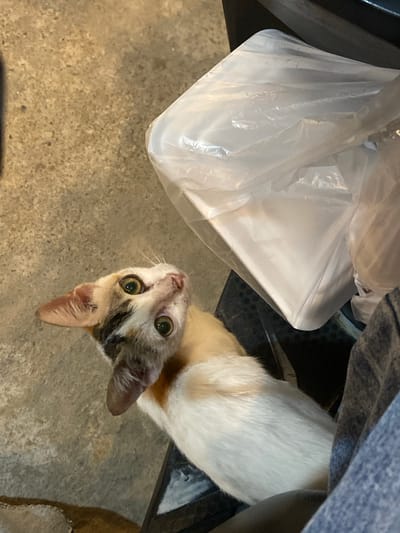 In Candirejo, Indonesia, a calico cat is positioned on a dark surface, looking upwards with wide, green eyes. The cat's fur displays patches of white, orange, and black. To the right of the cat, a white, plastic-wrapped object, possibly a food container, is visible. The background consists of a textured, light brown floor. A person's leg, clad in blue denim jeans, is partially visible in the lower right corner, suggesting the cat is interacting with a person.