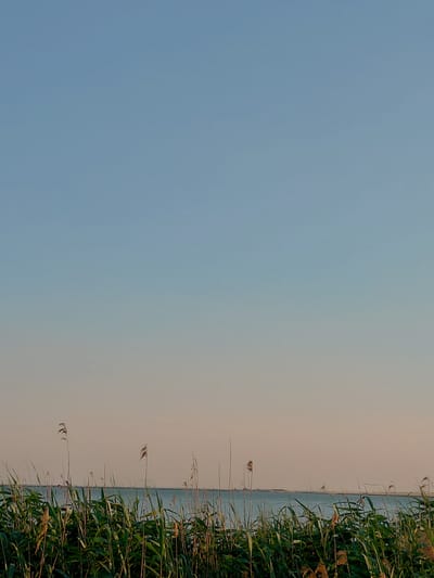 This is a photograph of a serene natural landscape with a body of water, reeds, and a clear sky. The foreground is dominated by tall, green reeds that sway gently, some with seed heads visible. Beyond the reeds, a calm body of water stretches to the horizon. The water appears to be a tranquil blue. The sky above is a gradient of soft blues, transitioning to a lighter, warmer hue near the horizon, suggesting either sunrise or sunset. There are no people or man-made structures immediately apparent in this image. The overall atmosphere is peaceful and natural. The image does not contain any specific identifiable landmarks or details that would pinpoint it to the city of Vasylivka, Ukraine.