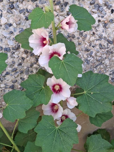 This is a top-down, close-up photograph of a hollyhock plant with several light pink and white flowers, each featuring a deep pink to burgundy center. The flowers have delicate, ruffled petals and prominent stamens. Large, dark green leaves with serrated edges surround the blooms. The plant is growing over a textured surface composed of small, grey, white, and black stones embedded in concrete, suggesting an outdoor setting like a garden path or a courtyard. A thick, green stem is visible, supporting the flowers and leaves. A single green bud is also visible on the left side of the plant. The lighting appears to be natural daylight, with soft shadows, indicating it could be morning or late afternoon. There is no visible text. The overall impression is one of natural beauty and botanical detail.