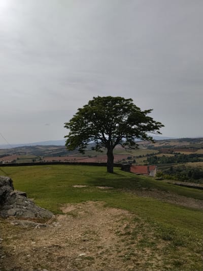 The image depicts a lone tree standing atop a grassy hill overlooking a landscape in Mogadouro, Portugal. The sky is overcast. In the foreground, there is a rocky outcrop and a dirt path leading up the hill. The tree is the central focus, with a full, rounded canopy of green leaves. Beyond the hill, the terrain consists of rolling fields and distant mountains. A building with a red-tiled roof is partially visible behind the tree. The overall environment appears rural and peaceful.