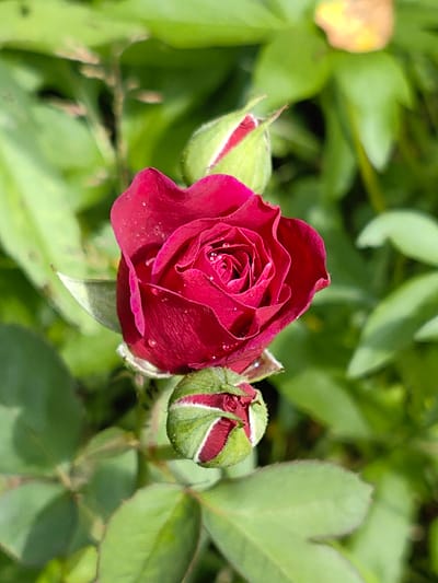 A close-up, vertical shot showcases a blooming deep red rose, glistening with water droplets. Two rose buds are visible: one slightly above and to the left of the main bloom, partially open, and another below and to the left, still tightly closed. The background consists of lush, out-of-focus green foliage. The scene is likely a garden or natural outdoor setting.