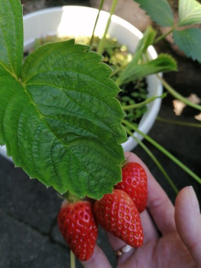 A close-up shot shows a hand holding three ripe strawberries against a blurred background of a strawberry plant in a white pot. The strawberries are bright red, with visible seeds, and are clustered together. A large, green strawberry leaf is prominently featured in the foreground, partially obscuring the view of the plant. The image appears to be taken outdoors, possibly in a garden or balcony setting in Stropi, Latvia, given the context. The lighting suggests it is daytime, with natural light illuminating the scene. The hand holding the strawberries is a light skin tone, and a subtle ring is visible on one of the fingers. The focus is sharp on the strawberries and the leaf, while the background, including the pot, soil, and other plant elements, is out of focus.