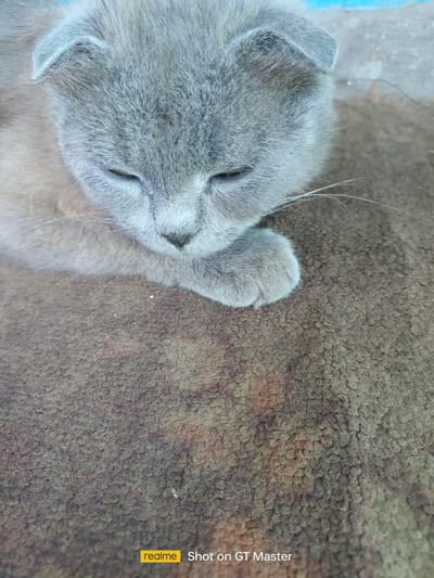 A close-up, eye-level shot shows a gray Scottish Fold cat lying on a brown, textured blanket. The cat's eyes are mostly closed, and its head is tilted down, facing towards the left of the frame. Its left paw is resting on the blanket in the lower-right quadrant of the image. The background is blurred, showing hints of blue and gray. A watermark in the bottom right corner reads "realme Shot on GT Master." The scene is indoors, likely in a residential setting in Moldoveanca, Moldova, given the context provided. There are no people or other animals visible in the frame. The lighting is natural and diffused, contributing to the soft appearance of the cat's fur.