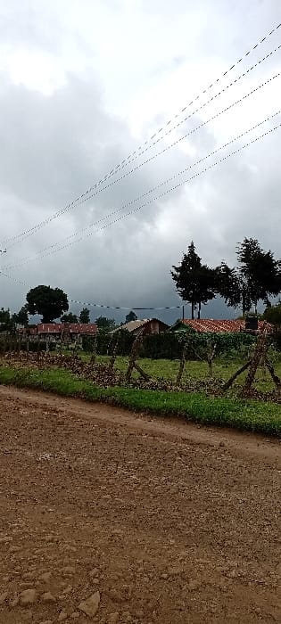 The scene depicts a rural or semi-rural landscape in Gatakaine, Kenya, under an overcast sky. The foreground features an unpaved, reddish-brown dirt road containing visible stones and tire track impressions. A strip of green grass borders the immediate left side of the road. In the midground, a low fence constructed from wooden posts and interwoven branches or wire separates the road from an area of green vegetation and several residential structures. These structures are primarily single-story, exhibiting a mix of roofing materials, including corrugated metal and reddish-brown tiles. Various trees are present throughout the midground and background, including tall, dark coniferous trees clustered on the right and a large, rounded deciduous tree on the left. Multiple black utility lines are visible crossing the upper portion of the frame against the gray sky. No individuals, animals, or active subjects are discernible within the frame.