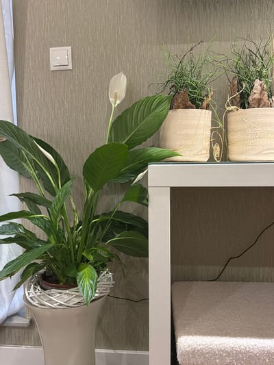 The image shows a well-lit interior scene, likely a living room or hallway, in Bissendorf, Germany. The focal point is a large Peace Lily plant with lush green leaves and one white spathe in bloom, situated in a decorative woven pot. To the right, on a white console table with a glass top, are two smaller potted plants with fine, wispy green foliage and pieces of bark. A white electrical outlet is visible on the textured wallpapered wall behind the plants. A white curtain is partially visible on the left side of the frame. The console table has a white leg on the right and a thick white leg on the left, and beneath it, a plush white surface, possibly a bench or ottoman, is visible, with a black cord trailing across the surface. The overall ambiance is clean, modern, and serene.