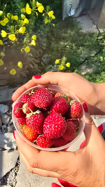 A close-up, eye-level shot shows a person's hands holding a clear plastic container overflowing with ripe strawberries. The strawberries are a vibrant red, with visible seeds and green stems on some. The hands are adorned with bright red nail polish. The background is softly blurred, revealing green foliage with clusters of small yellow flowers, suggesting an outdoor setting. The ground beneath the hands appears to be a mixture of gravel and concrete. The overall impression is of freshly picked fruit in a natural, sunlit environment. The image does not contain enough information to determine the location in the city of Ақбұлақ, Kazakhstan.