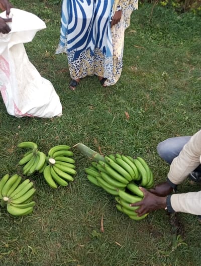 The image captures an outdoor scene on grassy ground, likely in Mururi, Kenya, involving people handling freshly harvested green bananas.

In the upper left, a person is partially visible, holding open a large, white, somewhat soiled sack or bag, possibly preparing it to receive produce. To their right, another person stands, clad in a long, flowing dress featuring striking blue and white zebra-like stripes combined with leopard print and golden patterns at the hem. This person wears black open-toed sandals.

On the right side of the frame, a person is crouched down, actively arranging or holding a substantial bunch of unripe, green bananas. This individual has dark skin and is wearing a light-colored long-sleeved shirt over dark trousers or jeans. Several other large "hands" (bunches) of green bananas are laid directly on the grass. One large bunch, possibly still part of a larger stalk, has a segment of a bamboo-like pole attached to its end, suggesting it was recently cut from the plant.

The activity appears to be the sorting, packing, or preparation of bananas after harvesting. The lighting is soft and even, indicating either early morning or late afternoon. The overall scene suggests a rural or agricultural setting. No discernible text is visible on any objects.