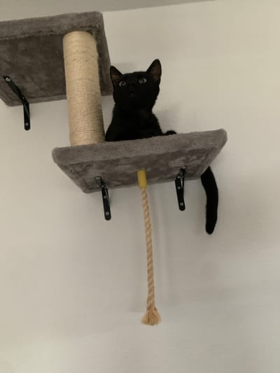 The image shows a black cat on a grey, carpeted cat tree with a sisal rope post. The cat is peeking out from behind a horizontal platform on the cat tree, with its head and front paws visible. Its eyes are open and it appears alert. A thick sisal rope runs horizontally across the image, attached to the cat tree. The background is a plain white wall. The image is taken from a slightly elevated angle, looking down at the cat tree. The lighting appears to be artificial, suggesting an indoor setting. The cat is the primary subject, and the cat tree is a prominent object in the scene. There are no people visible in the image, and no text is present. The overall impression is a domestic scene, with a focus on the cat and its environment.