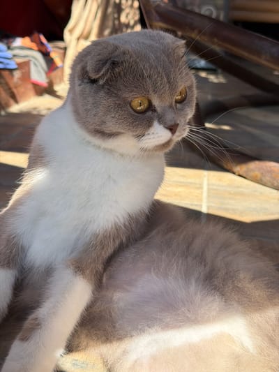A grey and white Scottish Fold cat with amber eyes sits on a tiled surface in Uhornyky, Ukraine. The cat is in the foreground, facing to the right with its head turned slightly to the left. Its left ear is folded down, characteristic of the breed. Sunlight casts shadows across the tiles and highlights the cat's fur. In the background, blurred objects suggest an outdoor setting, possibly a patio or garden area with furniture and some clothing items. A dark, metallic structure is visible behind the cat's head. The overall impression is of a domestic animal enjoying the outdoors on a sunny day.