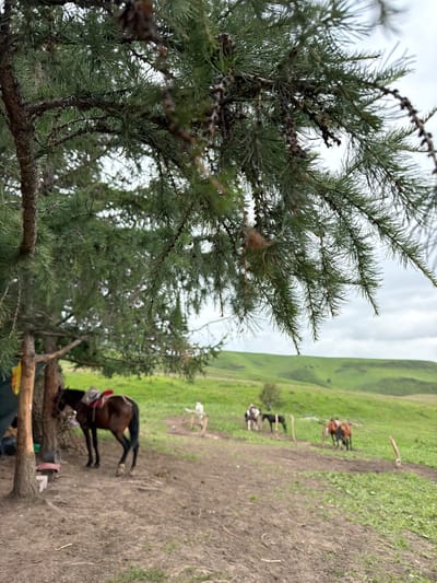 The image depicts a rural outdoor scene in the vicinity of Kaindy, Kyrgyzstan. In the foreground, the branches of a coniferous tree overhang the frame, obscuring a portion of the view. Beneath the tree, a brown horse stands tethered, equipped with a saddle and blanket. The ground is covered in dirt and scattered with small debris. To the left of the horse, a makeshift shelter with poles and a dark tarp is visible. Further in the background, on a gently sloping green hillside, several other horses are grazing or standing. The sky is overcast with a pale, diffused light. The landscape suggests a natural, undeveloped environment.