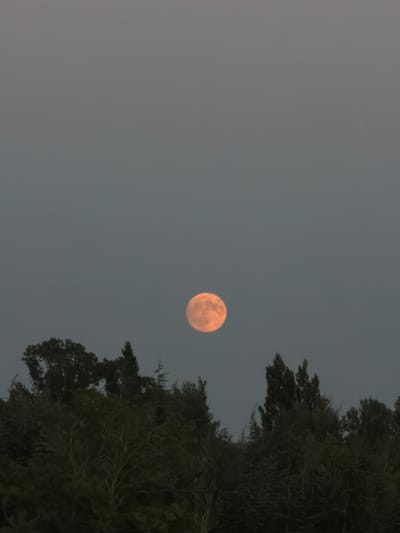 An orange-hued moon is visible in a dusky, overcast sky above a dense line of dark green trees. The moon is centrally located in the upper half of the frame, appearing as a bright, circular orb. The trees form a dark, textured silhouette along the bottom third of the image, with some branches and foliage appearing to sway. The overall atmosphere suggests a twilight or early evening scene.