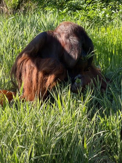 An adult orangutan is depicted amidst dense, variegated green and white striped grass, likely within Kristiansand Dyrepark in Kristiansand, Norway. The animal, characterized by its reddish-brown, shaggy fur, is positioned on the ground, partially obscured by the tall vegetation. It is actively engaged in consuming grass, with a visible clump near its mouth and another held by its left hand. Strong natural sunlight illuminates the scene from the upper right, creating bright highlights on the grass blades and the orangutan's fur, while casting shadows in other areas. Lush green foliage, indicative of trees or bushes, forms the background.